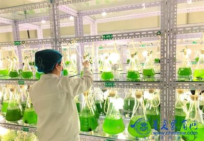 阿爾格生命科學(xué)公司捐贈(zèng)1360萬(wàn)元微藻土壤修復(fù)液，以細(xì)胞技術(shù)賦能鄉(xiāng)村振興