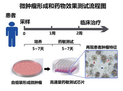 突破性微腫瘤藥敏檢測技術(shù) 基石生命與北大席建忠課題組的臨床轉(zhuǎn)化之路