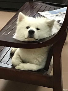 豆漿的一周年 從街頭到家的溫暖旅程