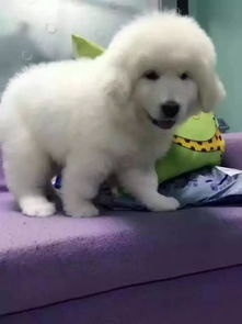 巨型犬大白熊 品質保障與健康承諾的完美選擇