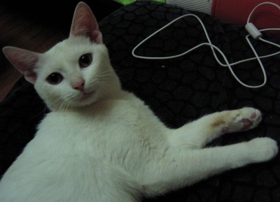 大白與小黑 籬笆網上最暖的母子情深