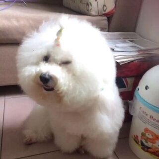 比熊犬大白 我的萌寵日常