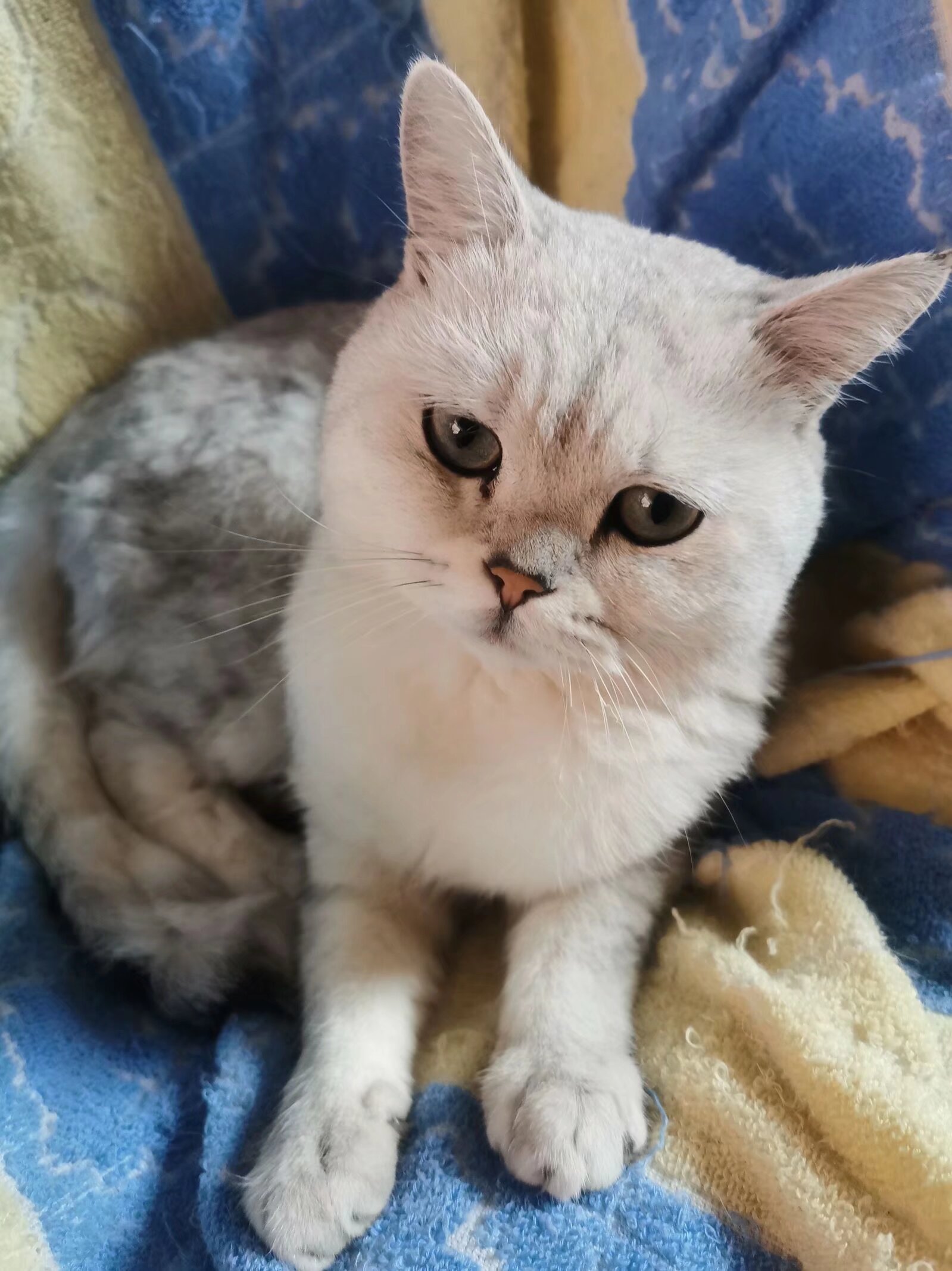 大白，你在哪里？——一個月的等待與尋找